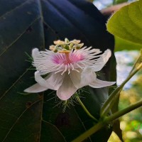 <i>Passiflora foetida</i>  L.